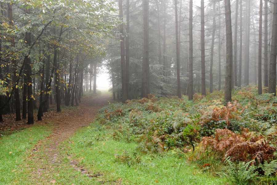 rừng Cannock Chase