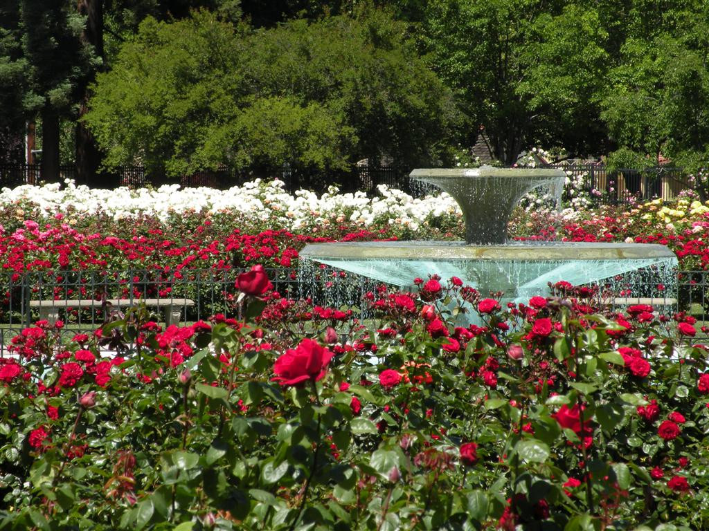 Vườn hoa hồng San Jose