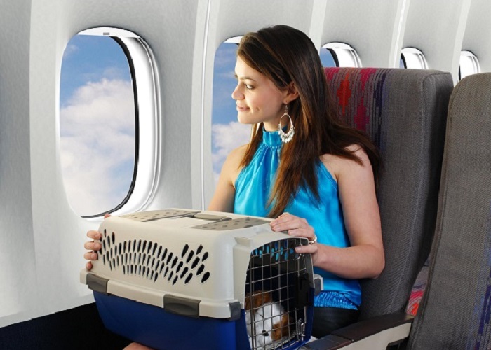 Quy định mang vật nuôi lên máy bay của các hãng hàng không